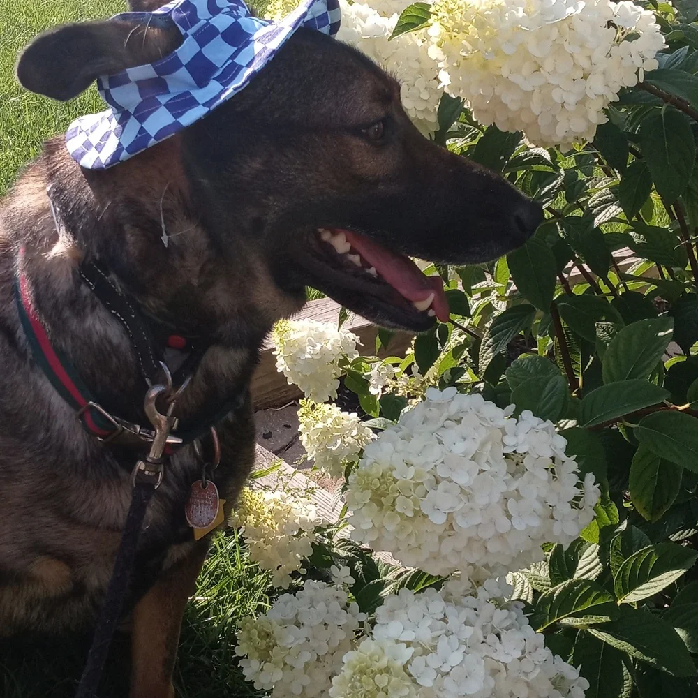 Doggie paw balm